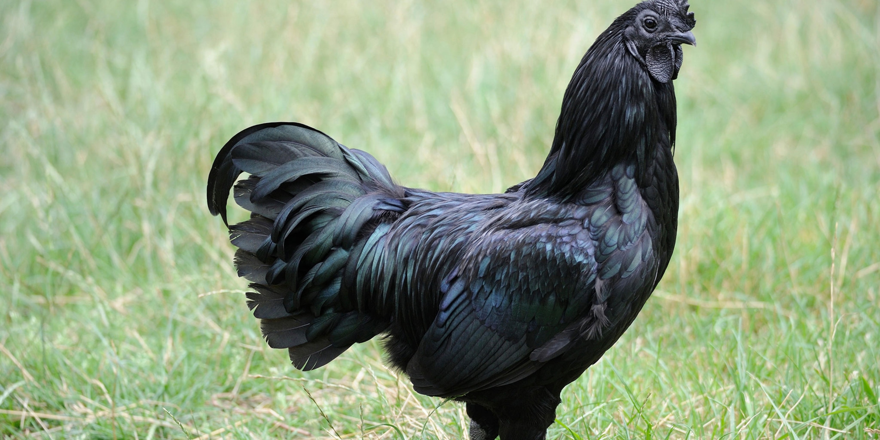 Black Chicken Meat: The Dark Side of Poultry