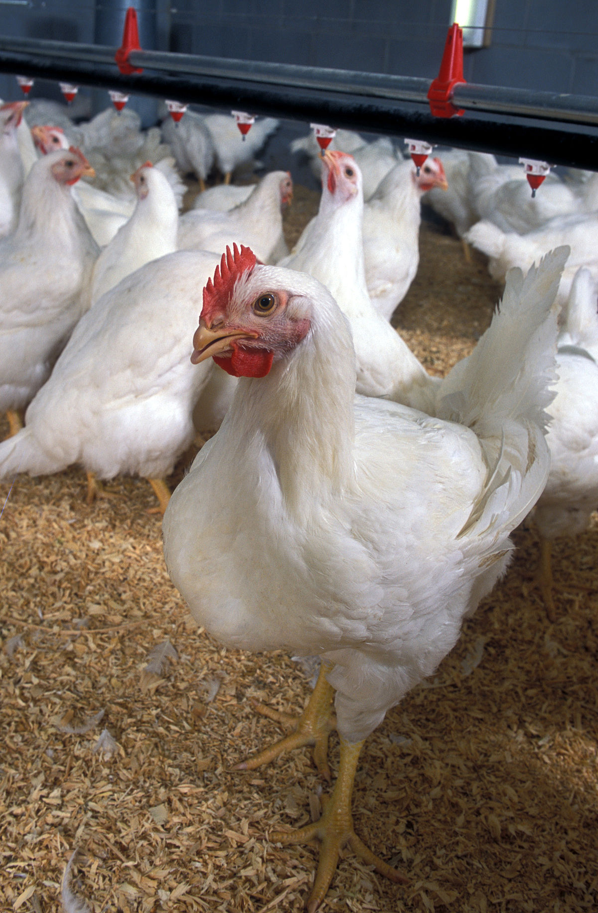 Chicken Price per lb: Evaluating the Cost of Poultry