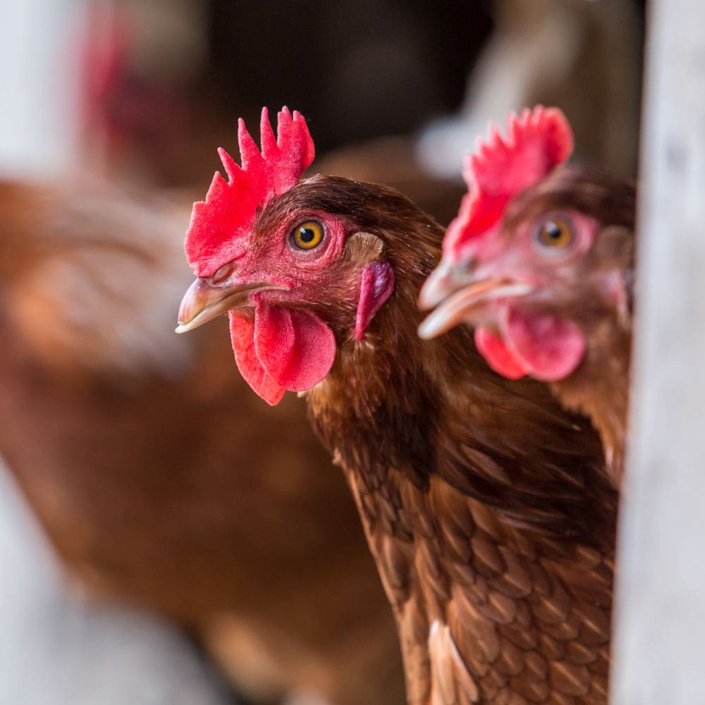 Chicken Price per lb: Evaluating the Cost of Poultry