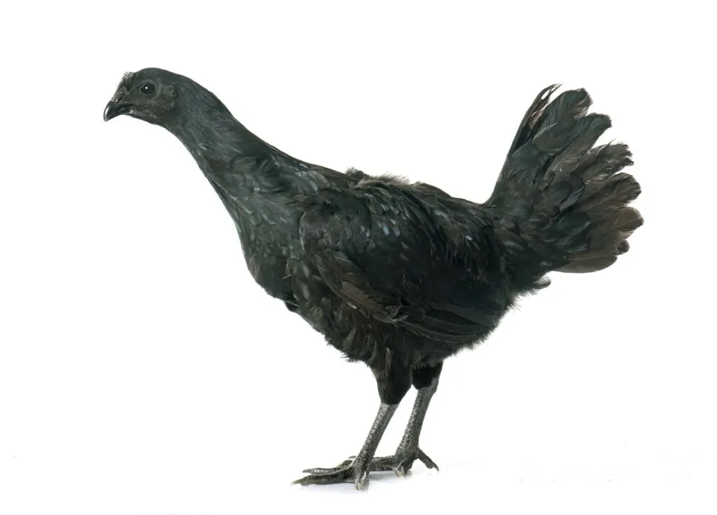 Black Chicken Meat: The Dark Side of Poultry