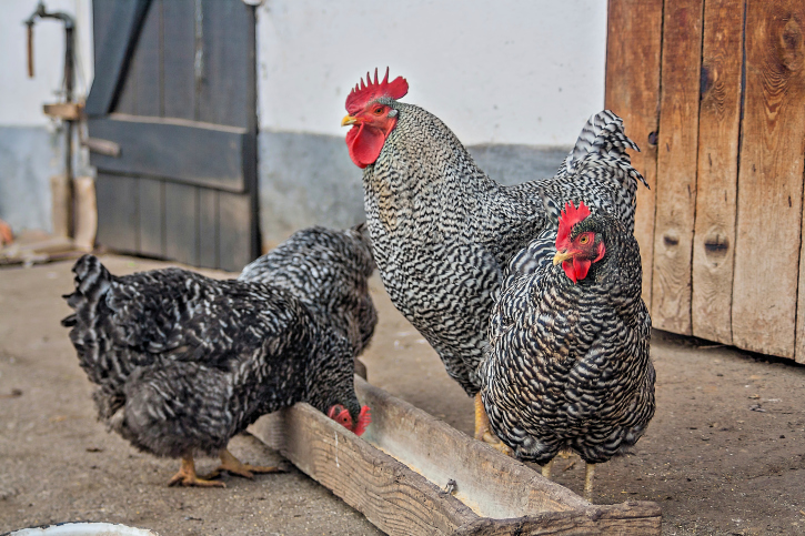 Chicken Price per lb: Evaluating the Cost of Poultry