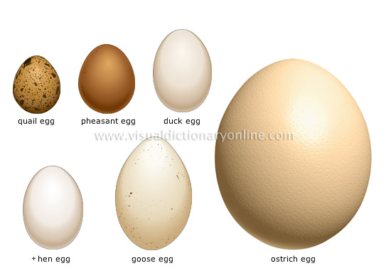 Chicken Egg vs Ostrich Egg: A Sizeable Egg Showdown