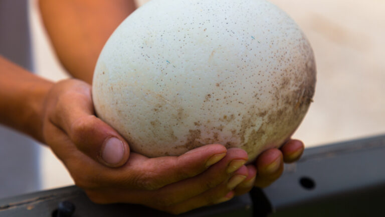 Chicken Egg vs Ostrich Egg: A Sizeable Egg Showdown