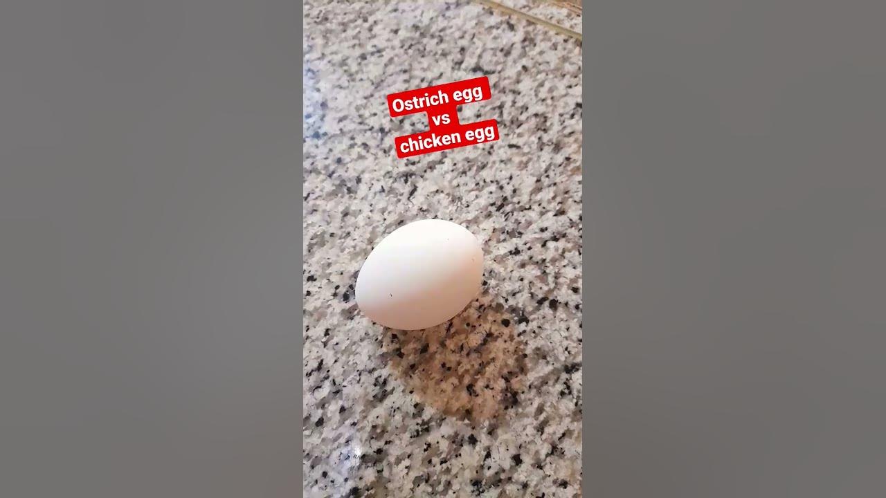 Chicken Egg vs Ostrich Egg: A Sizeable Egg Showdown